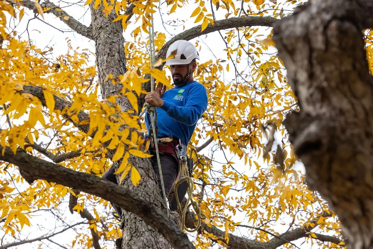 Skilled Tree Transplanting crew working in Metamora